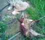 Köpekler koyunları parçaladı